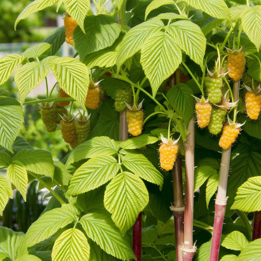 Raspberry Plants  11
