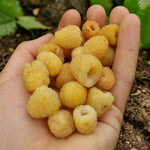 Raspberry Plants  10