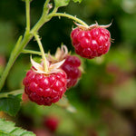 Raspberry Plants  8
