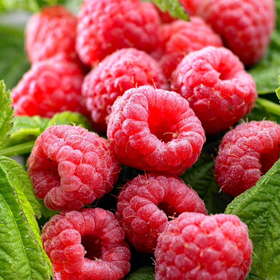 Easy Grow Fruit Plants - Strawberry, Blueberry, Raspberry and Grape  5