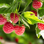 Raspberry Plants  7