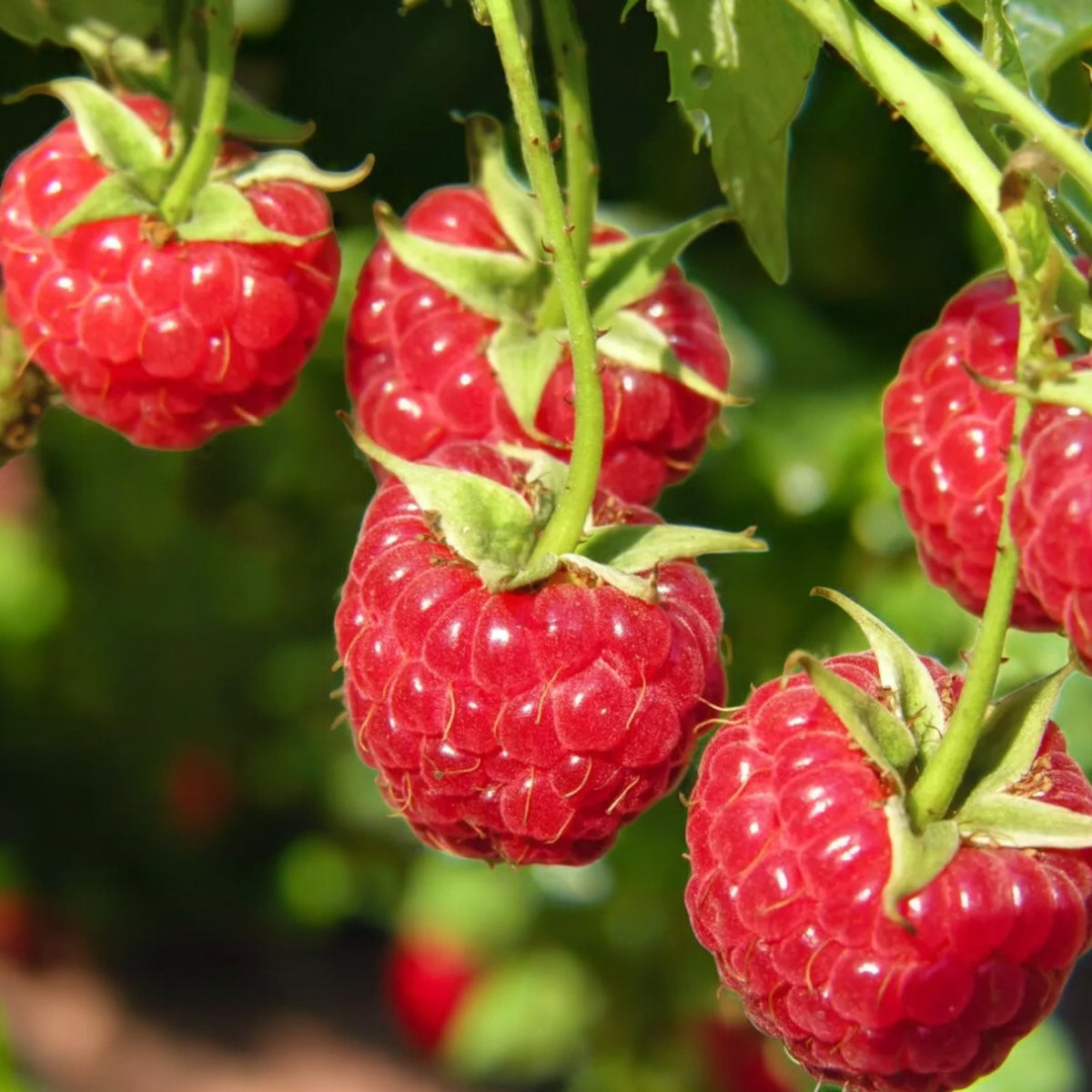 Raspberry Glen Ample | Large Red Fruit