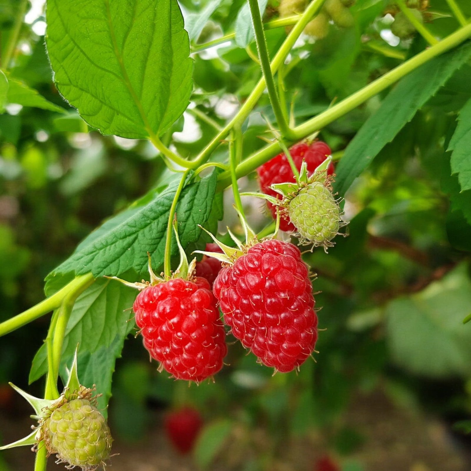 Raspberry Glen Dee | Early Red Raspberries