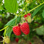 Raspberry Plants  5