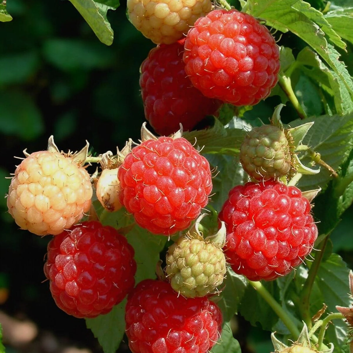 Raspberry Glen Dee | Early Red Raspberries