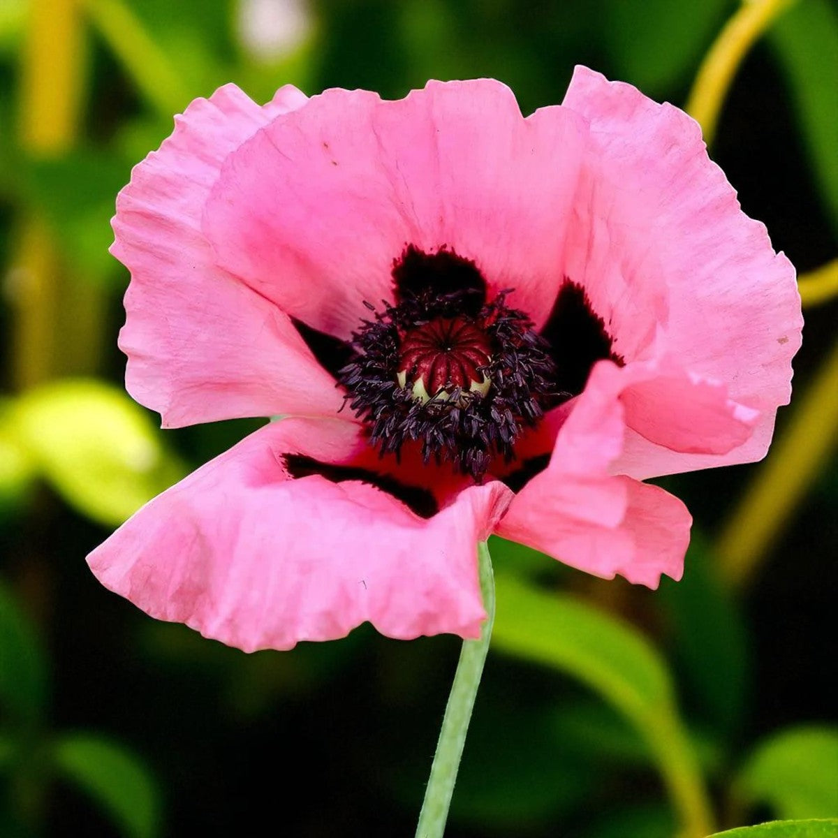 Poppy Papaver Raspberry Queen Bare Root  1