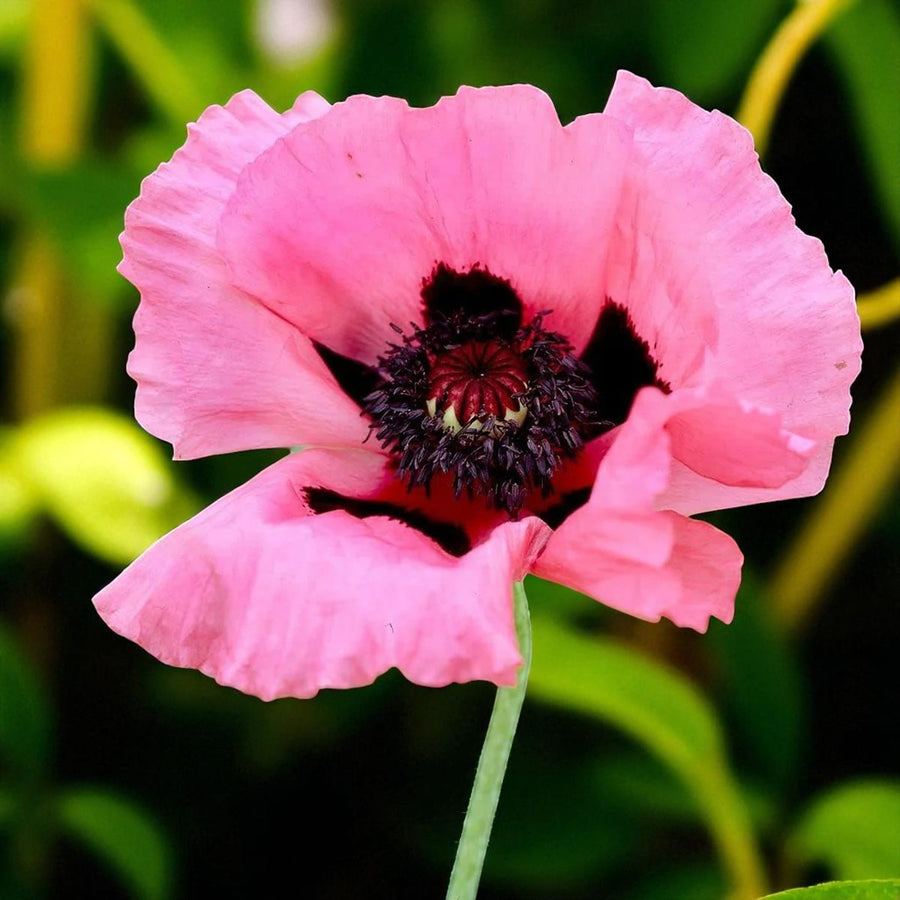 Poppy Papaver Raspberry Queen Bare Root  1