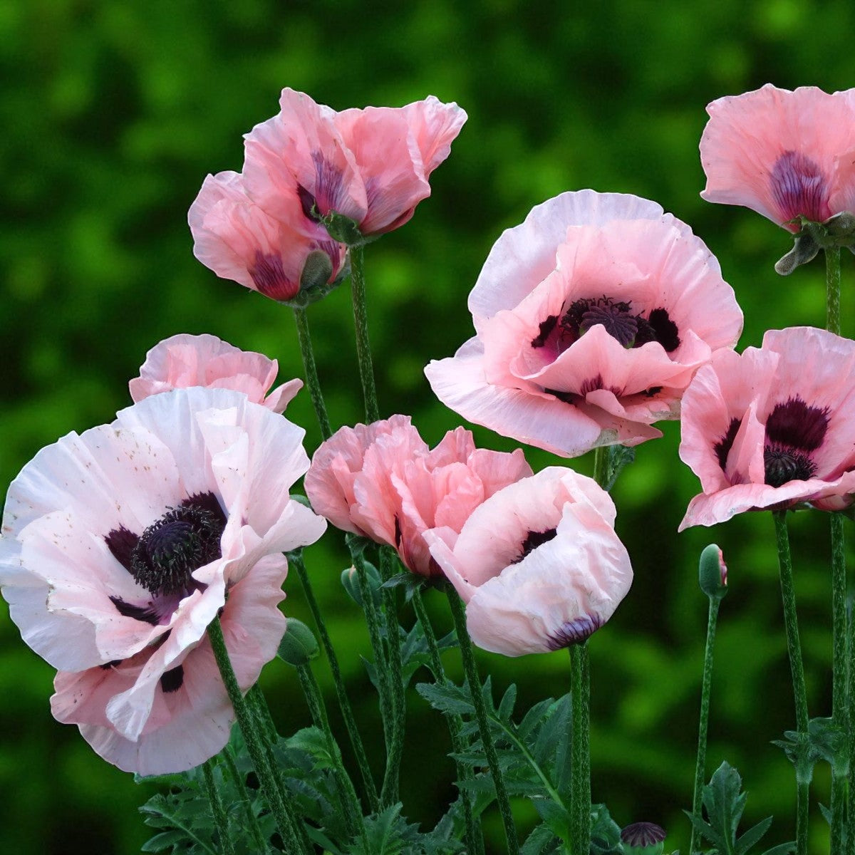 Poppy Papaver Raspberry Queen Bare Root  2