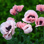 Poppy Papaver Raspberry Queen Bare Root  2