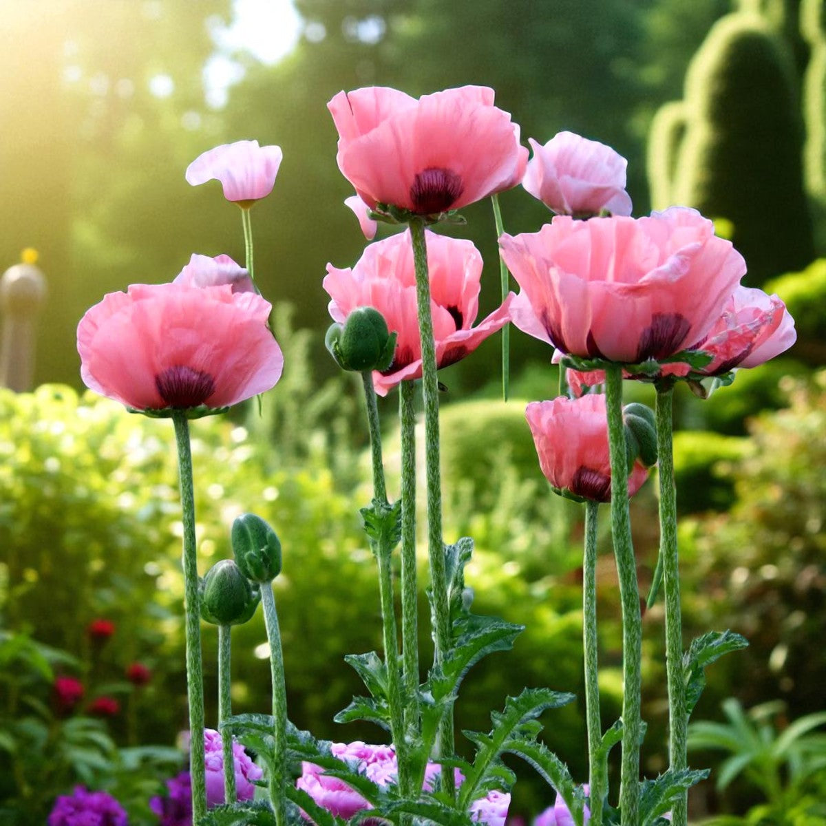 Poppy Papaver Raspberry Queen Bare Root  3