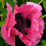 Poppy Papaver Raspberry Queen Bare Root  4