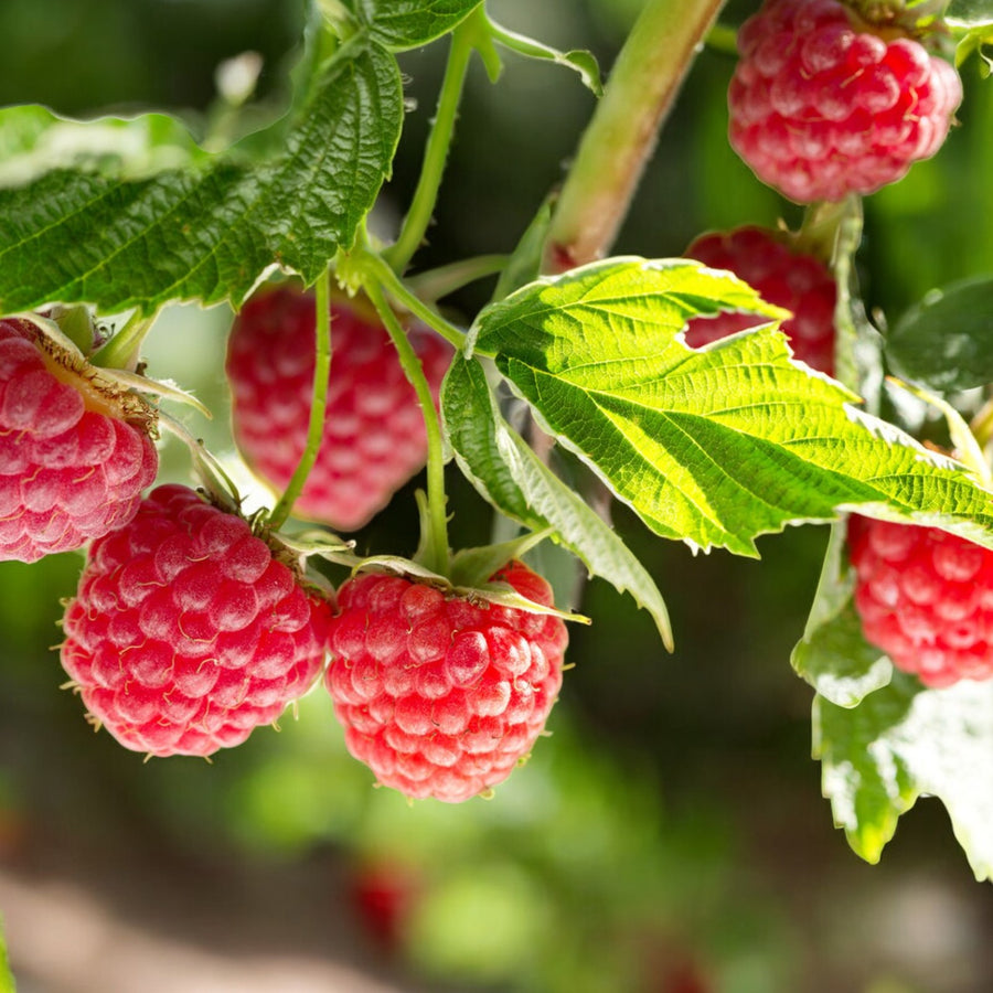 Raspberry Tulameen Pearl  1