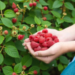 Raspberry Tulameen Pearl  2