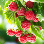 Raspberry Plants  3