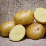 Arran Pilot Planting Seed Potatoes  2