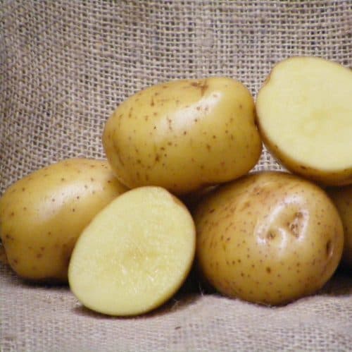 Arran Pilot Planting Seed Potatoes  2