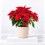 Christmas Poinsettia  2