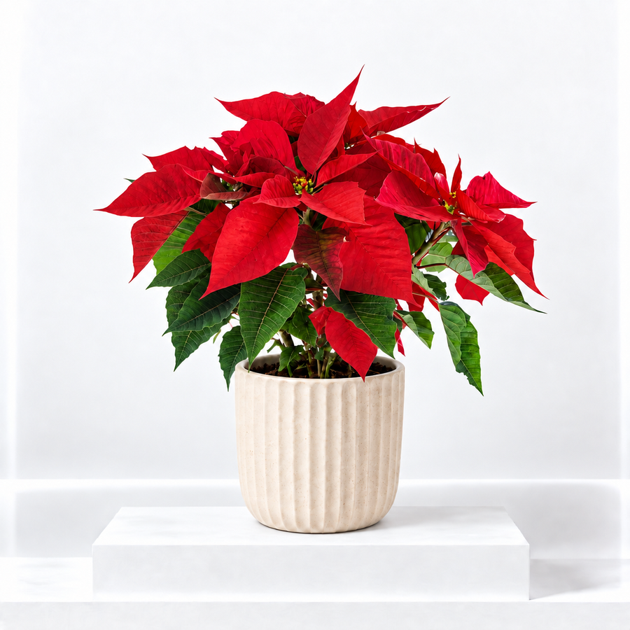 Christmas Poinsettia  2