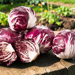 Red Chicory Radicchio  4