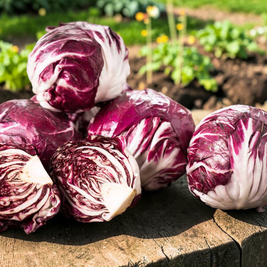 Red Chicory Radicchio  4