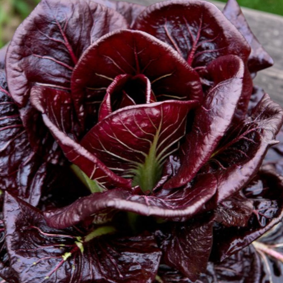Red Chicory Radicchio  3