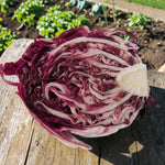 Red Chicory Radicchio  1