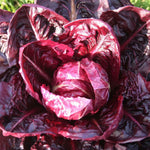 Red Chicory Radicchio  2