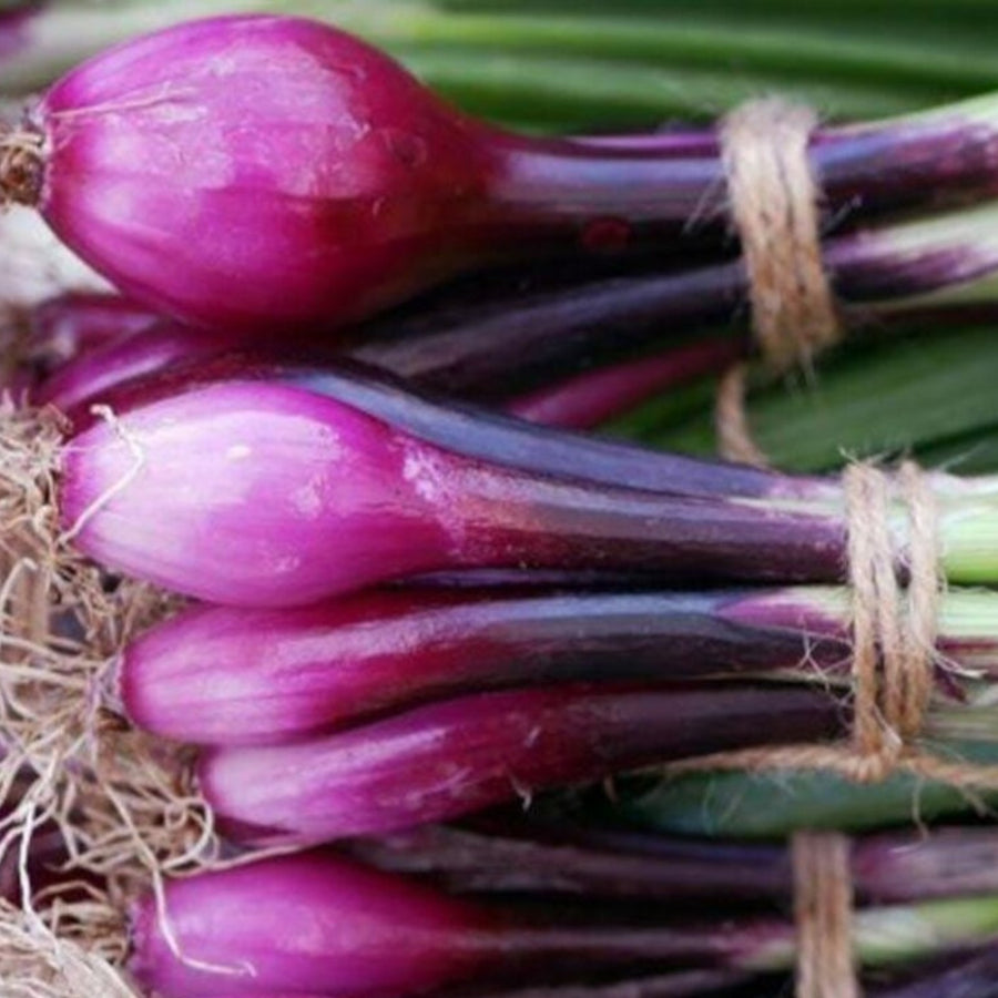 Red Spring Onion Lilia  3