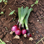 Spring Onion  4