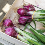 Spring Onion  3