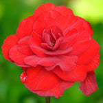 Begonia Nonstop Mixed Bedding Plants  4