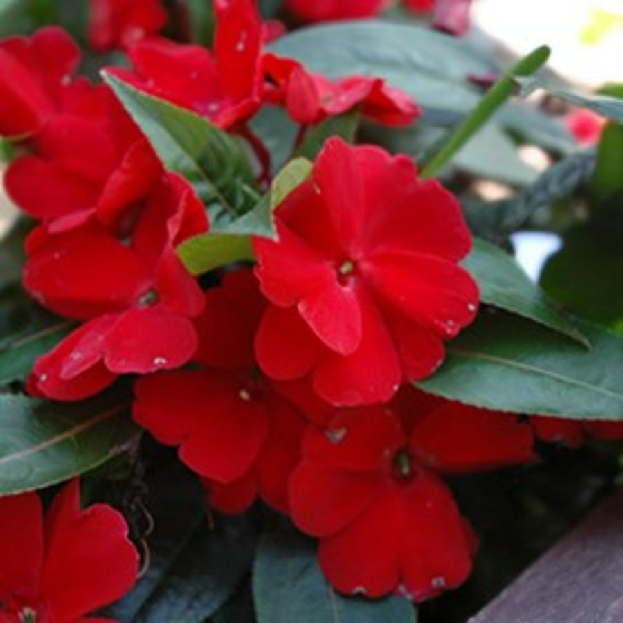 Impatiens Red New Guinea Bedding Plants Cluster of red impatiens new guinea flowers against green foliage.  3