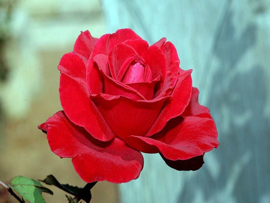 Leather 3rd Wedding Anniversary Rose Bush Gift Wrapped  2