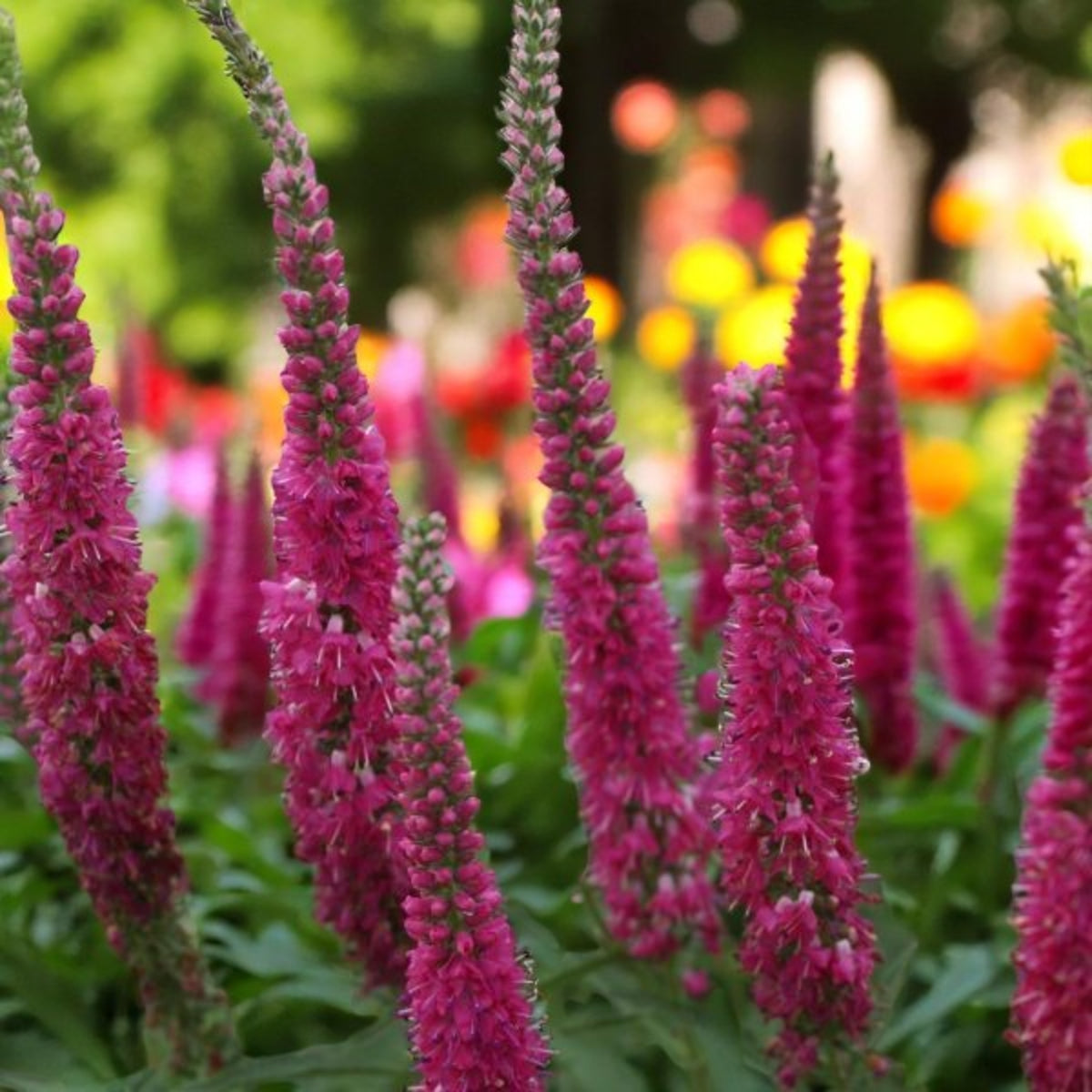 Veronica Spicata Cluster of tall veronica spicata plants in dark pink colour, in garden setting.  1