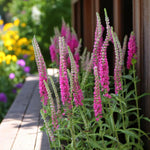 Veronica Spicata Cluster of tall veronica spicata plants in pink colour, in garden setting.  4