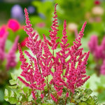 Astilbe 'Visions' Plant  2