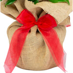 Remembrance Red Rose Bush Gift Wrapped  3