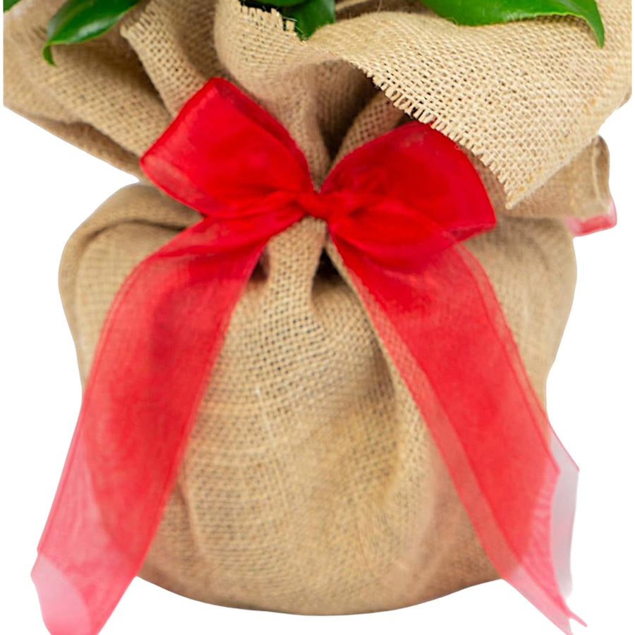 Remembrance Red Rose Bush Gift Wrapped  3