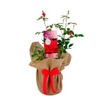 Remembrance Red Rose Bush Gift Wrapped  1