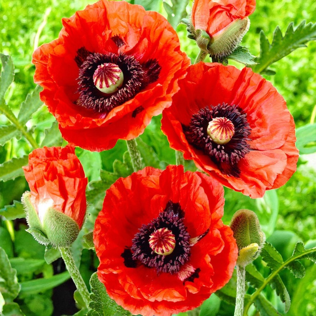 Poppy Papaver Rembrantt Bare Root  1