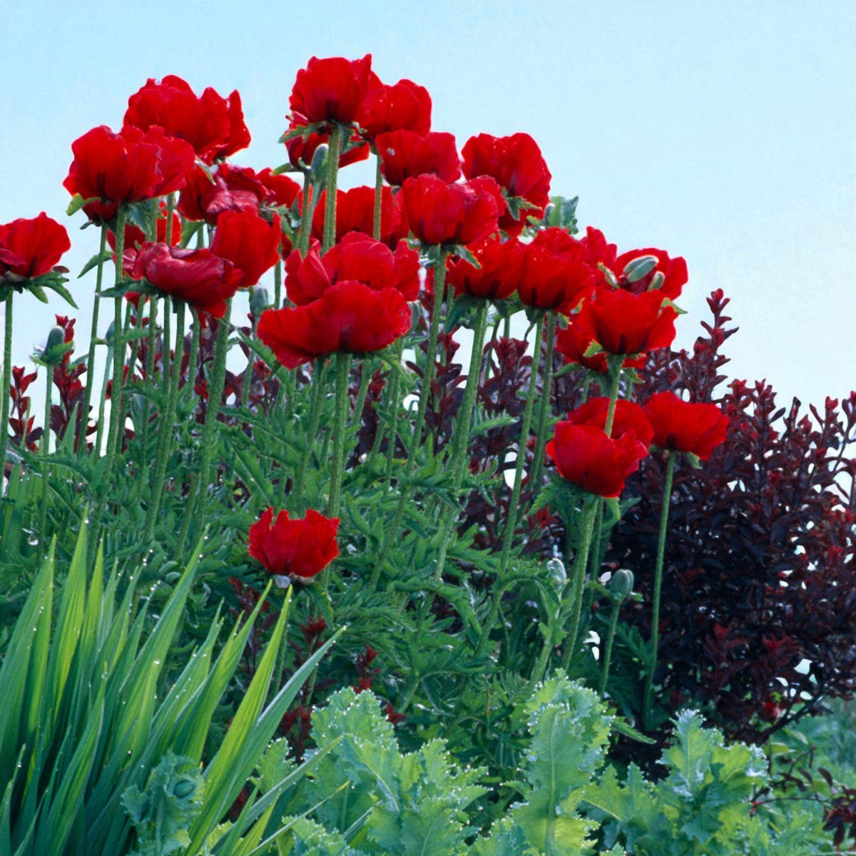 Poppy Papaver Rembrantt Bare Root  2