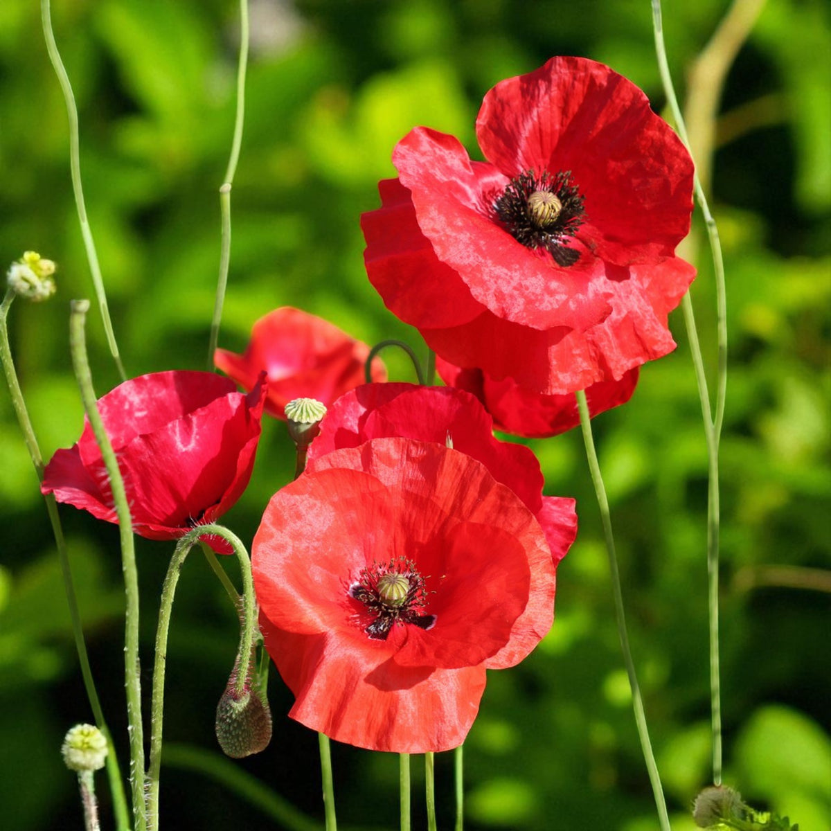 Poppy Papaver Rembrantt Bare Root  3