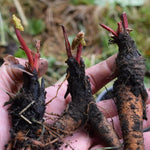 Rhubarb Crown 'Prince Albert' - With FREE Growing Mix  2