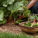 Rhubarb Crown 'Prince Albert' - With FREE Growing Mix  3