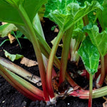 Rhubarb Plant  6