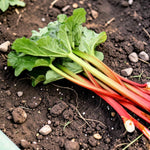 Rhubarb Plant  3