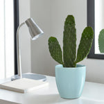 Road Kill Cactus  1