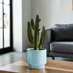 Road Kill Cactus  3