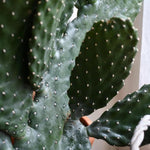 Road Kill Cactus  2