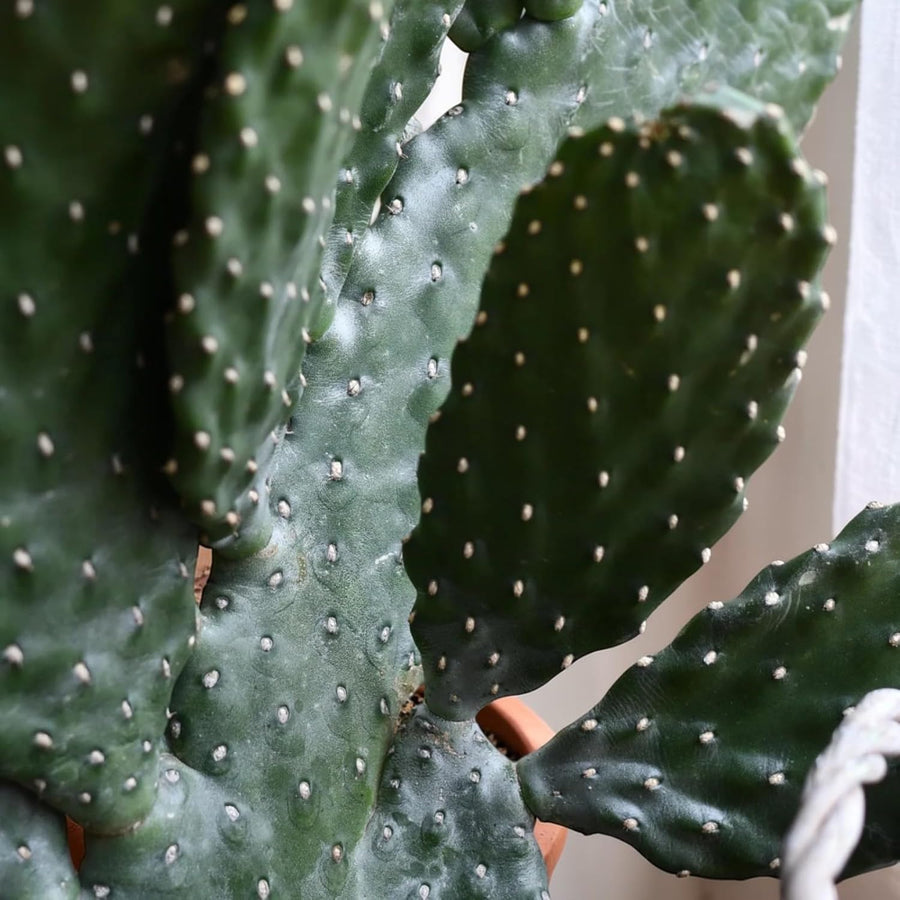 Road Kill Cactus  2